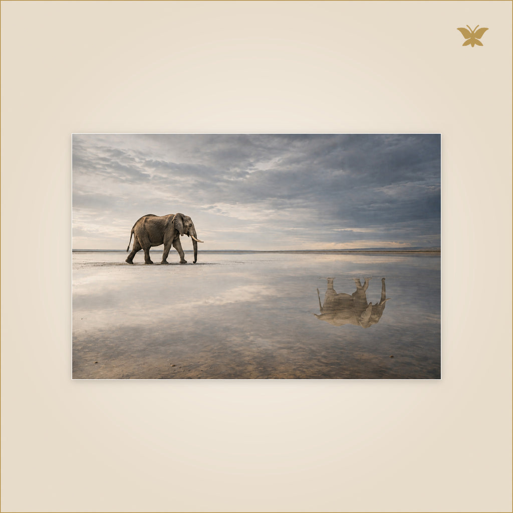 The Elephant Whose Reflection Went Ahead — éléphant marchant sur une eau peu profonde avec son reflet décalé devant lui — format 90 × 60 cm